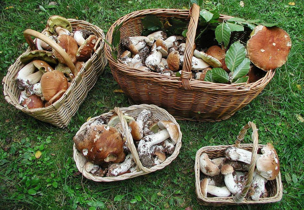 mushrooms_boletus_baskets.jpg